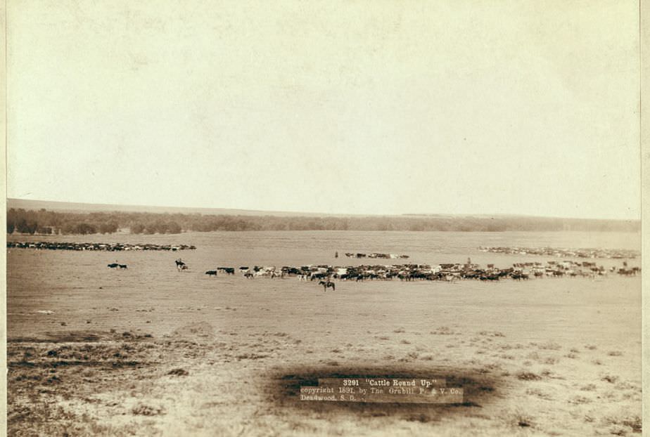 #30 Cattle round up, 1891.