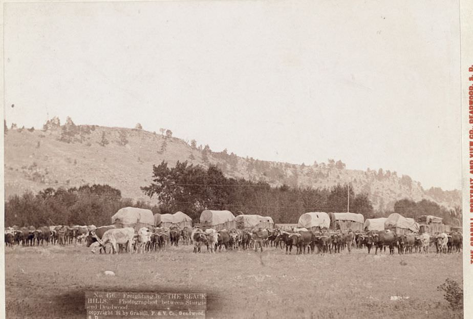 #6 Freighting between Sturgis and Deadwood in the Black Hills, 1891.