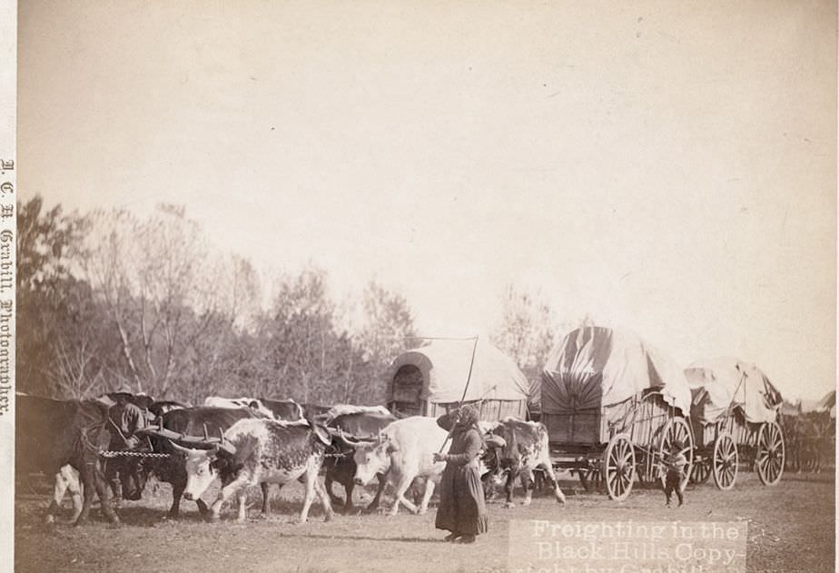 #8 Freighting in the Black Hills, 1890s.