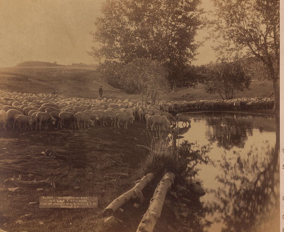 #72 Shepherd and flock on F.E. & M.V. Railway in Dakota, 1891.