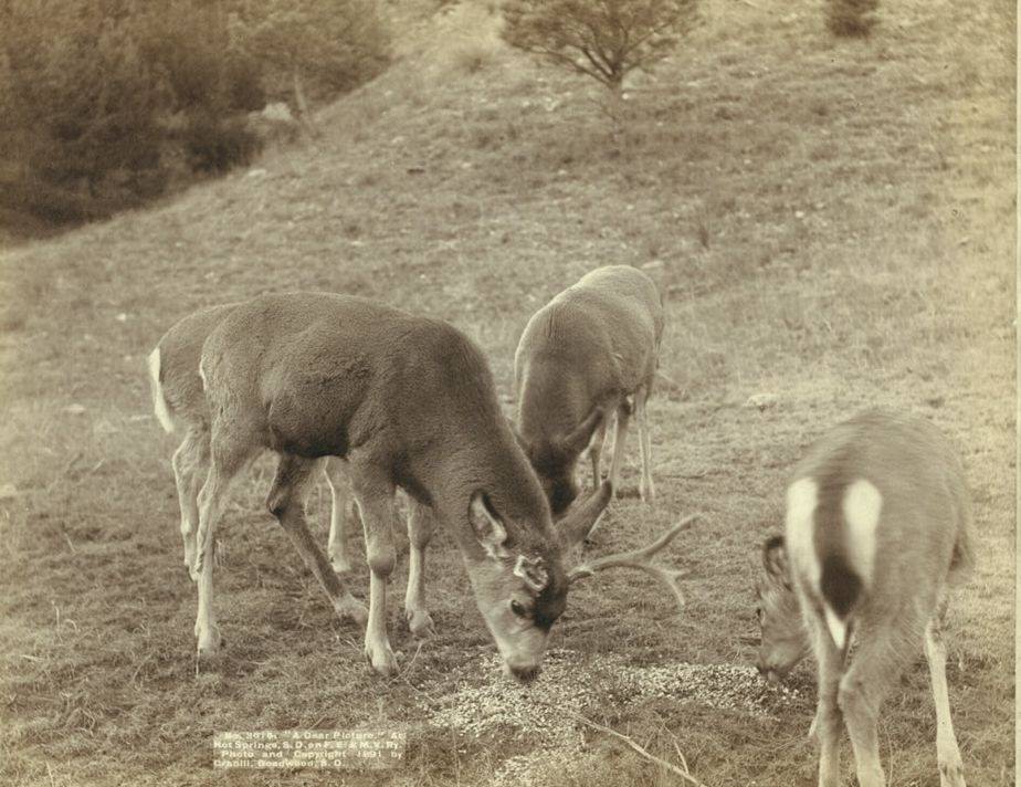 #74 “A Dear Picture” at Hot Springs, South Dakota, 1891.