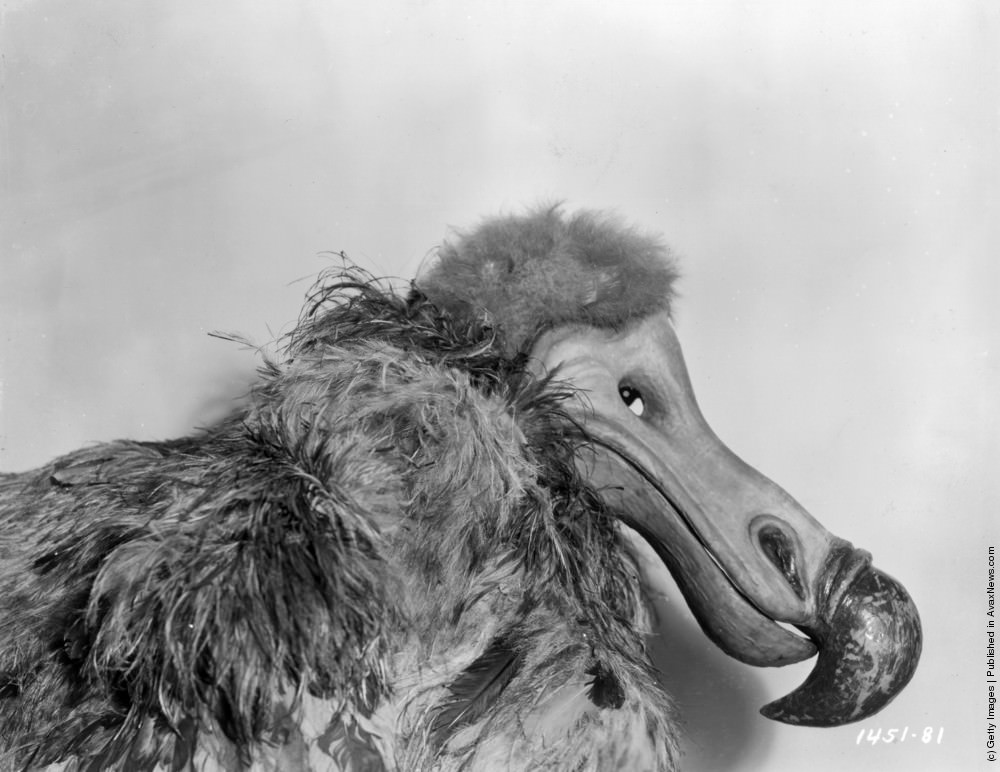 Polly Moran as the Dodo Bird in Paramount’s “Alice in Wonderland,” 1933
