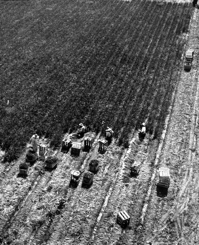 #19 Farm workers harvesting onions, Burbank, California