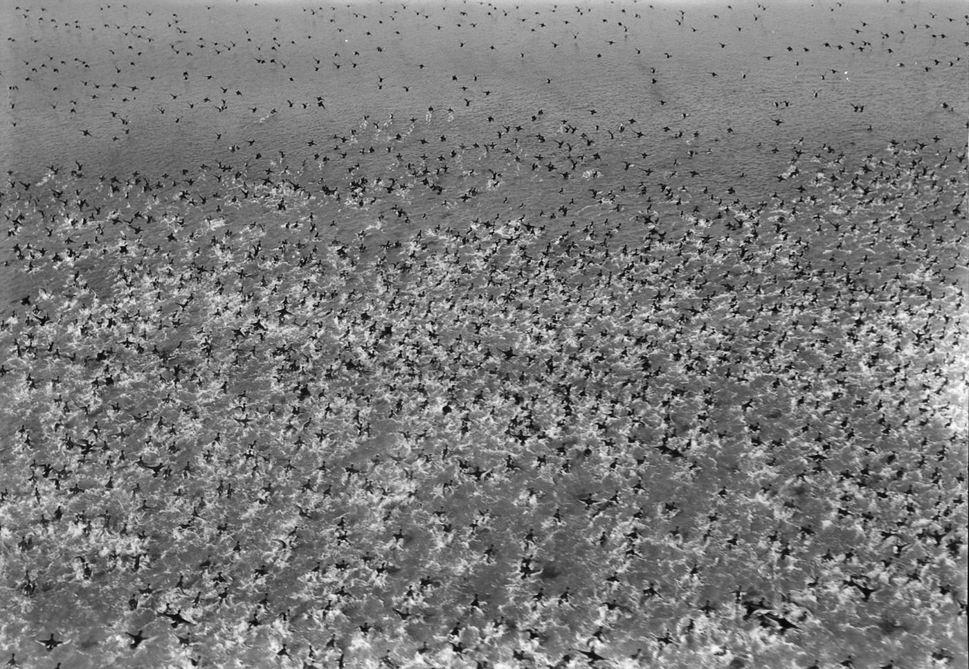 #8 Back Bay, Virginia