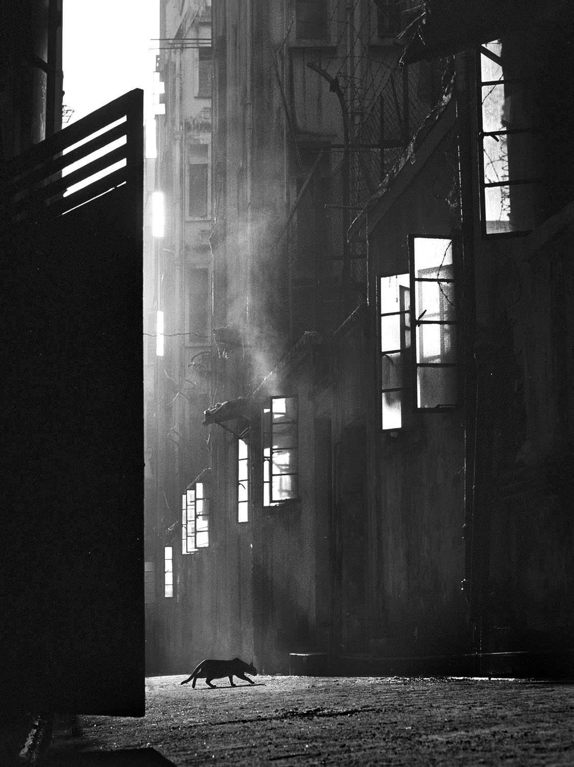 #36 The Search, 1960