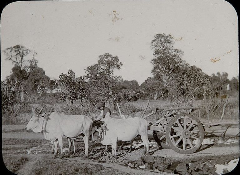#38 Bullock Cart, India, 1890s.