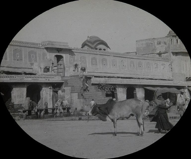 #63 Sacred Bull, India, 1890s.