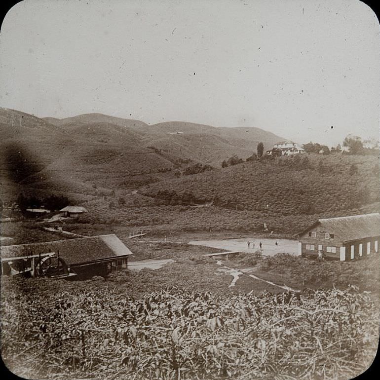 #65 Tea Plantation, India, 1890s.