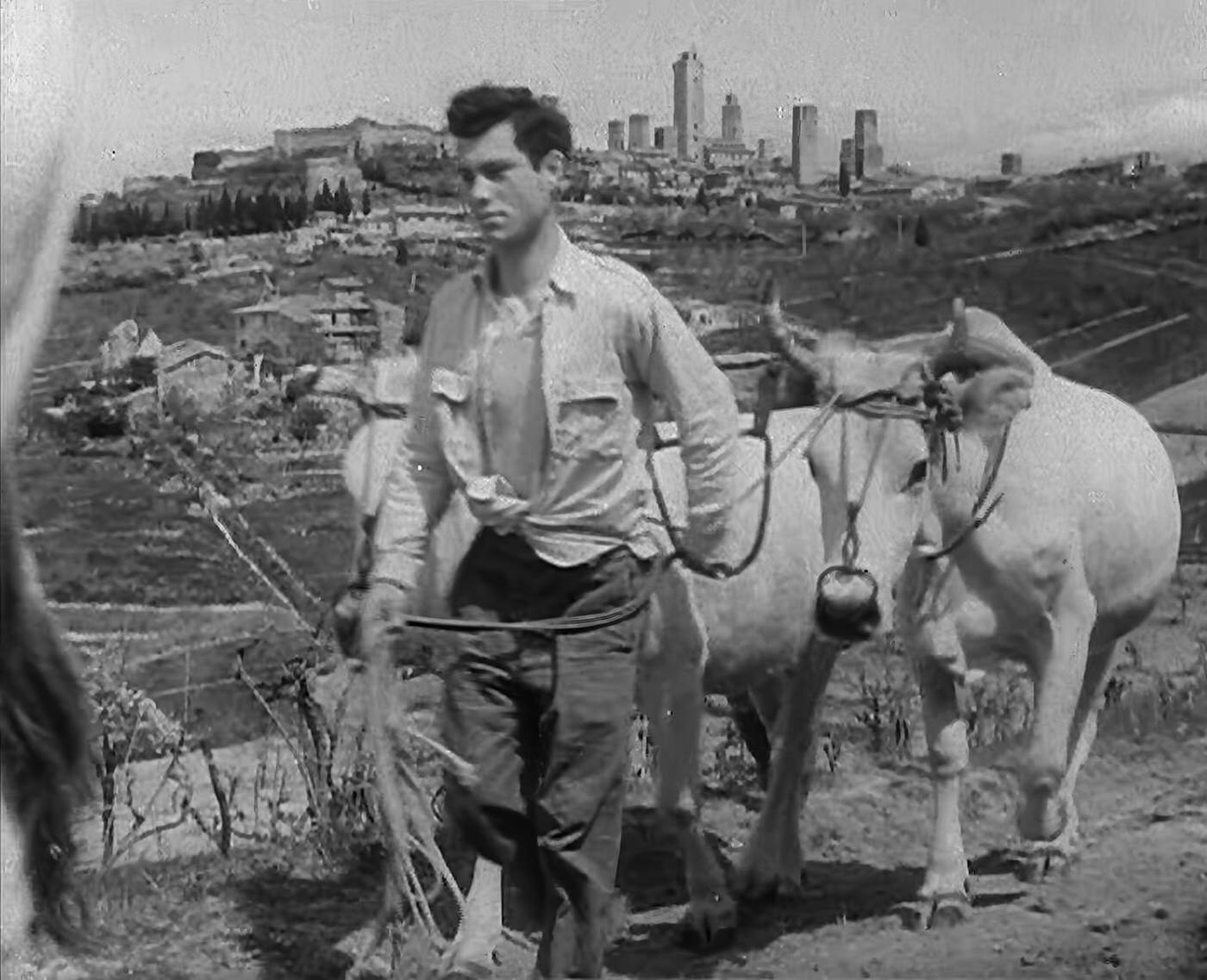 #64 A man walking livestock through the countryside, 1940s.