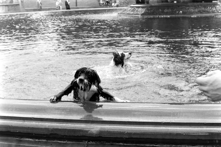 #13 Dogs in a fountain, Central Park, 1961