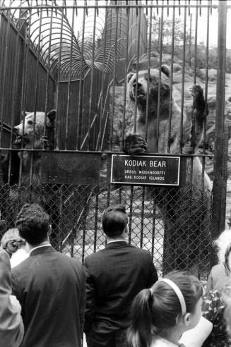 #22 Kodiak bears, Central Park, 1961