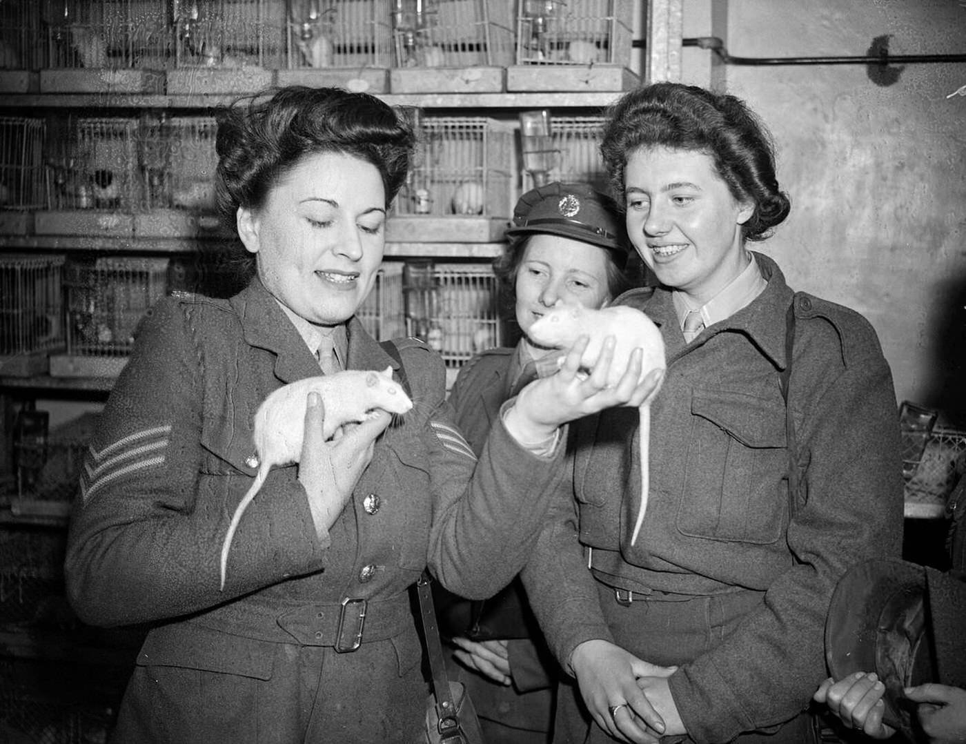 #146 Sergeant Diana Weingott with rats, World War II