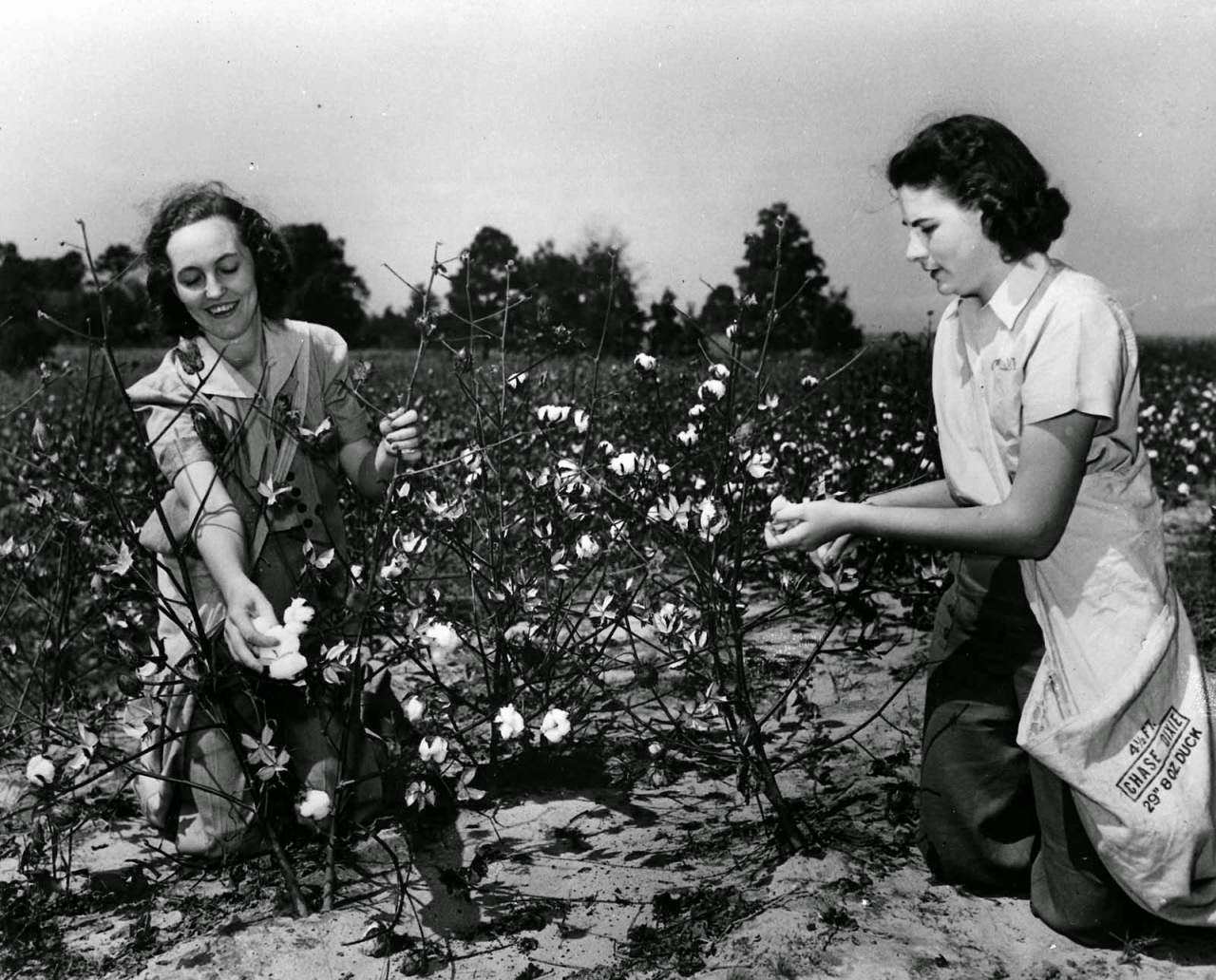 #52 Women picking cotton, 1943