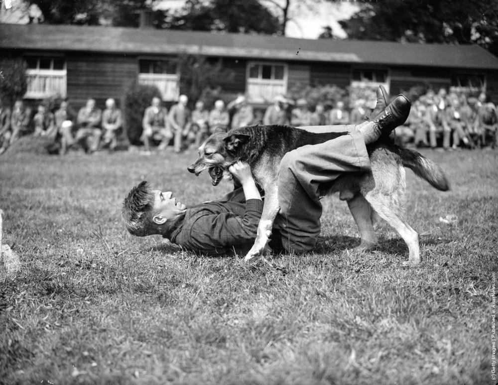 Mr. Les Oliver’s alsatian, “Bruce,” amusing crowds at a display, 1936