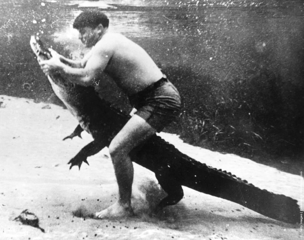 Ross Allen wrestling an alligator underwater, 1938