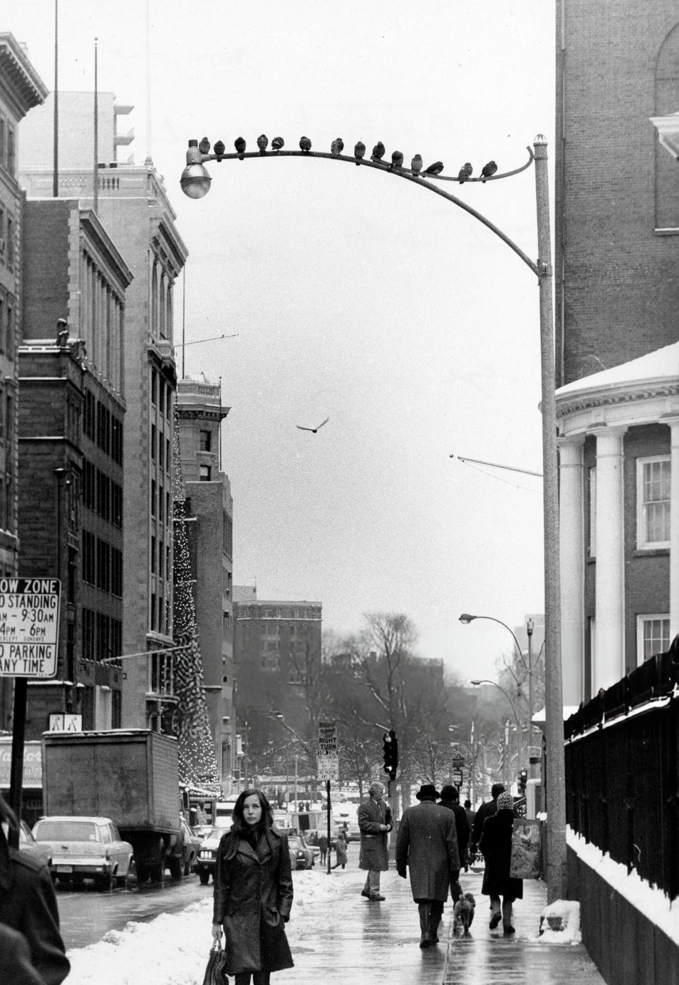 #43 Birds get a view from atop a lamp post of Christmas decorations on Tremont Street in Boston, 1970.
