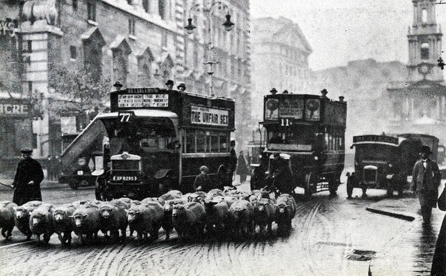 #2 Sheep in the Strand