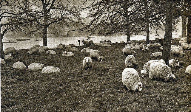 #83 Sheep by the Serpentine