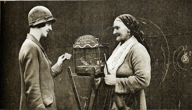 #95 The fortune telling parrakeet