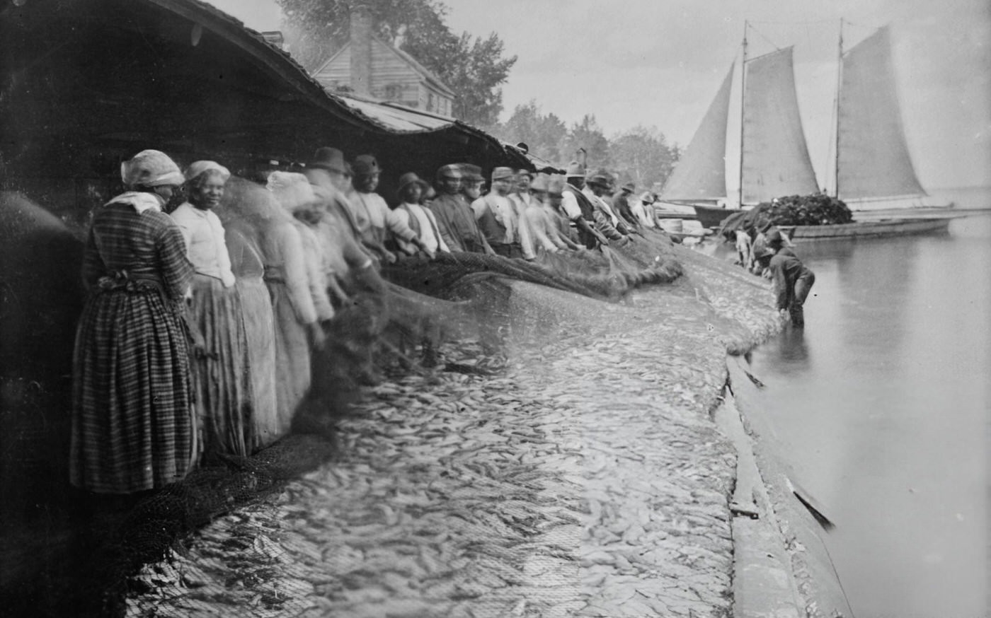 #38 African American men and women with a large net of shad by the water, 1915.