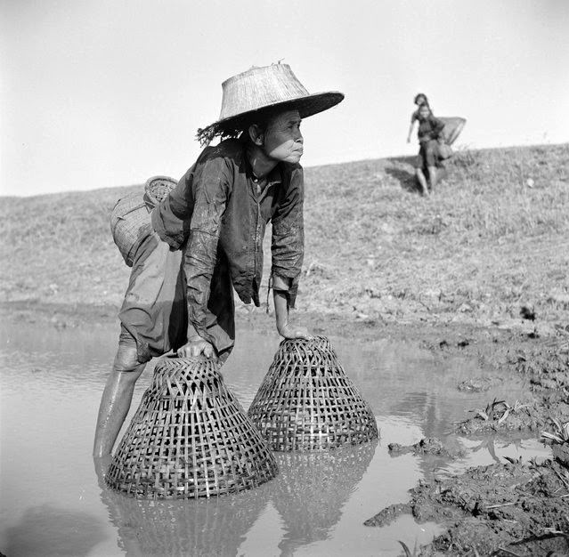 #8 An elderly woman uses baskets to fish for plaice in a canal in Thailand, 1955.