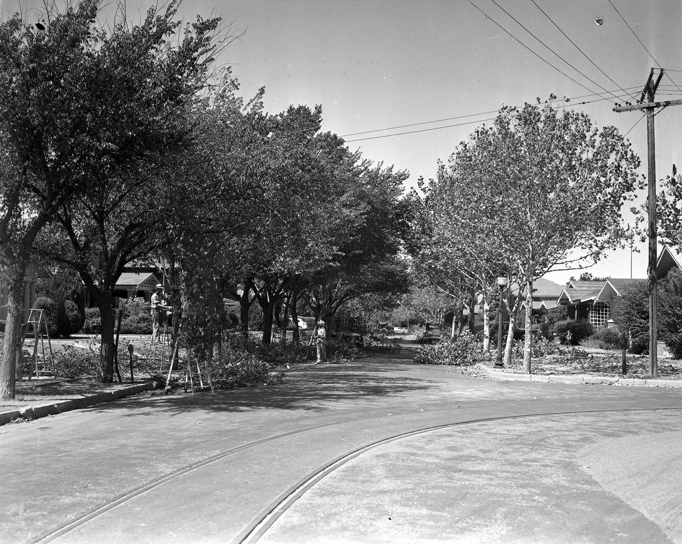 #58 Fort Worth Park Department tree trimming, 1938