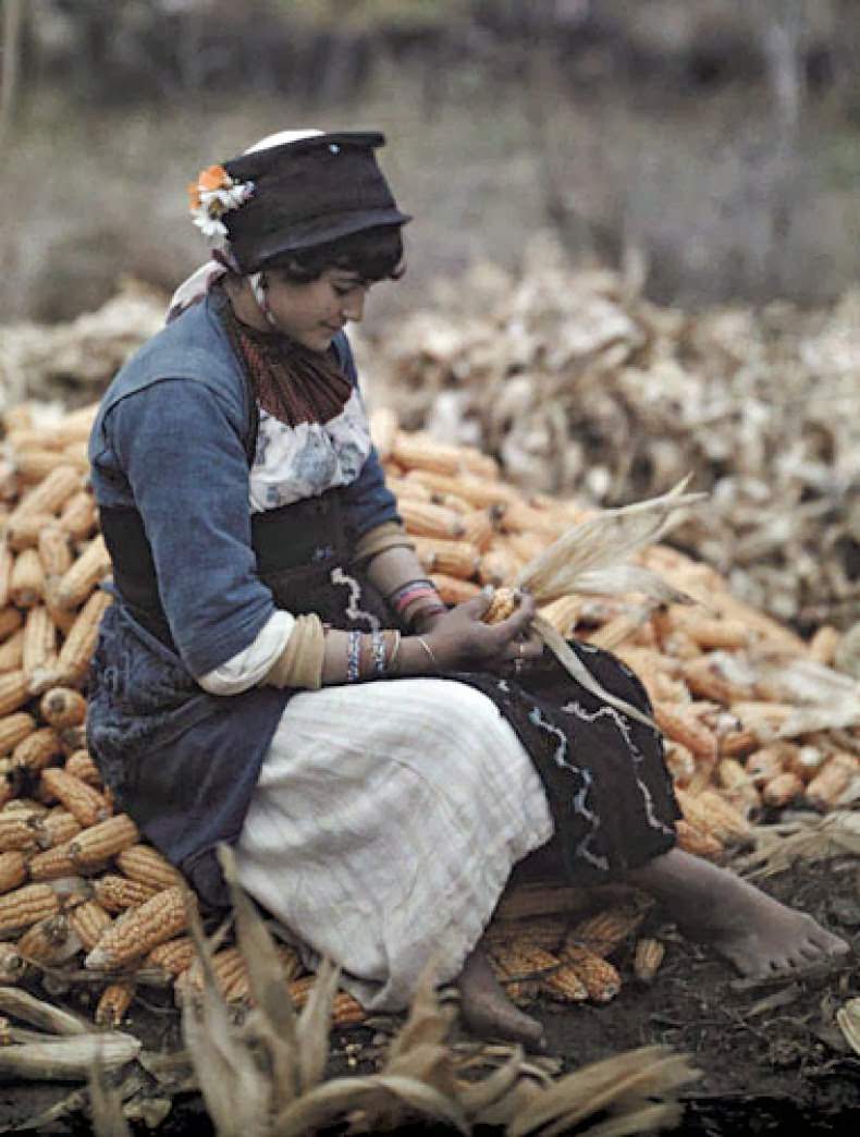 A girl husks corn in a field on the Salonika Kozani Road, Microghouzi.
