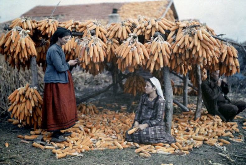 Turkish refugees dry corn near site of Pella in the Macedonian plain.