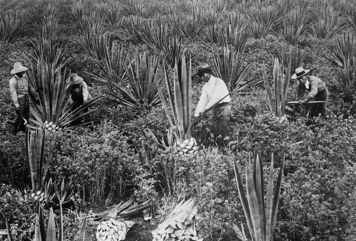 #51 Japanese on Sisal Plantation, Hawaii, 1910s.
