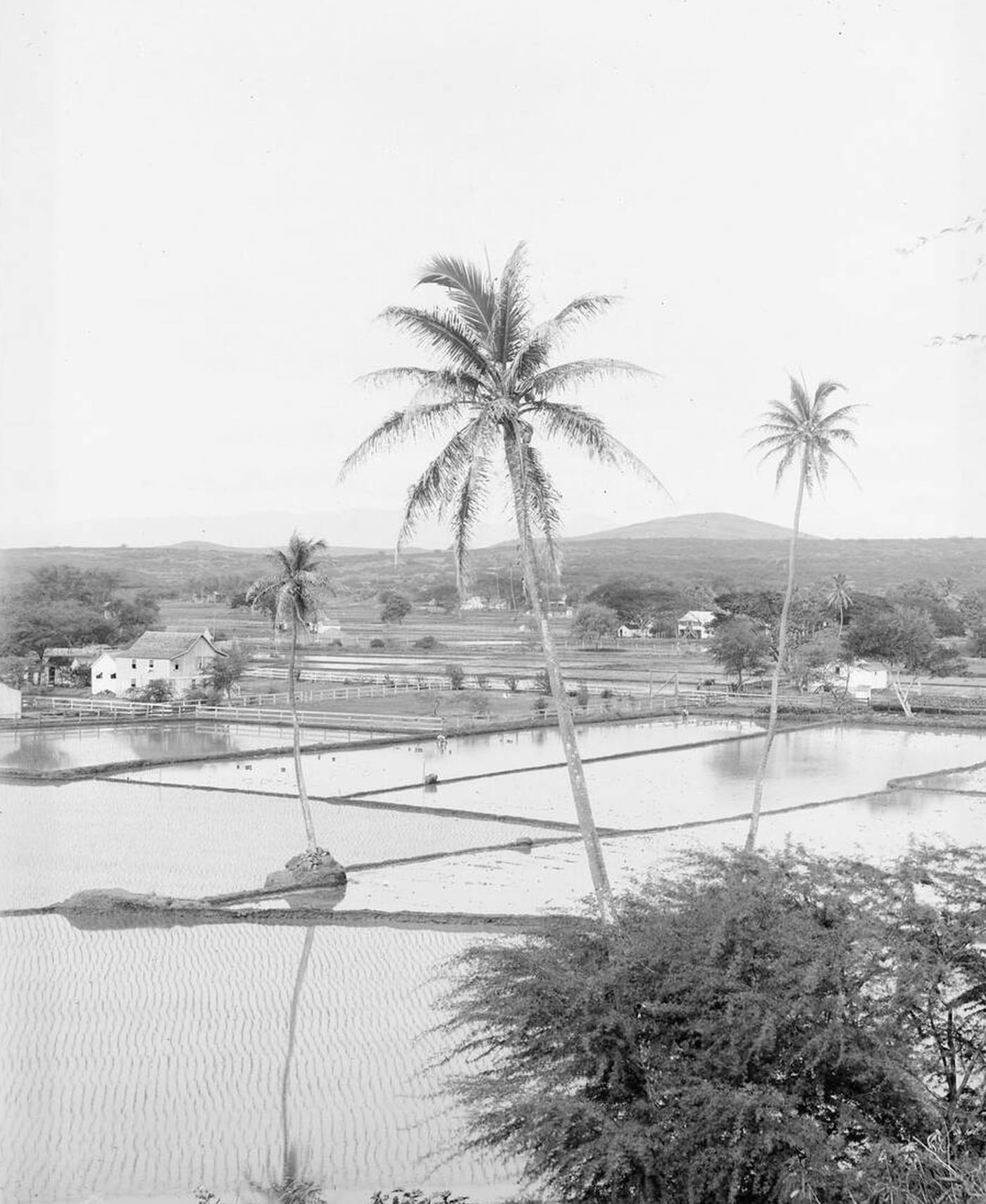 #40 Rice fields near Honolulu, Hawaii, 1907.