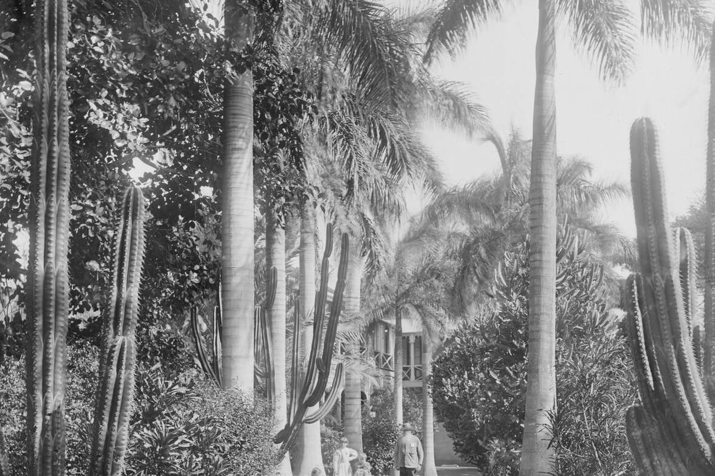 #36 Cactus and palm trees in the park at Queen’s Hospital in Honolulu, Hawaii, 1907.