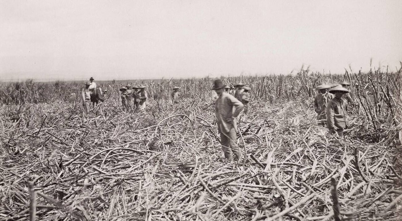 #26 Sugar Cane Fields, workers cutting cane, Spreckel’s Plantation, Maui, Hawaii, 1890s.
