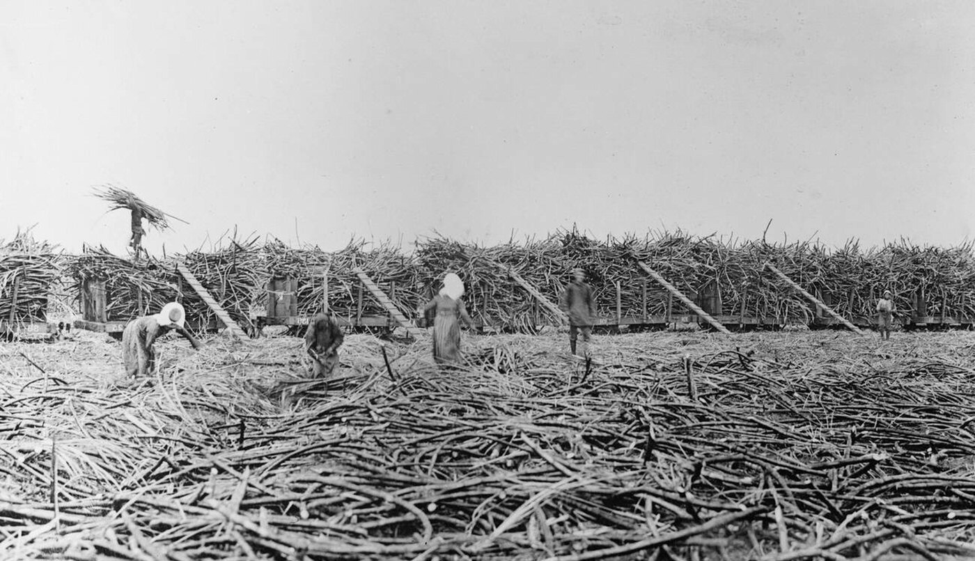 #24 Gathering sugar cane, Hawaiian Islands, 1910s.