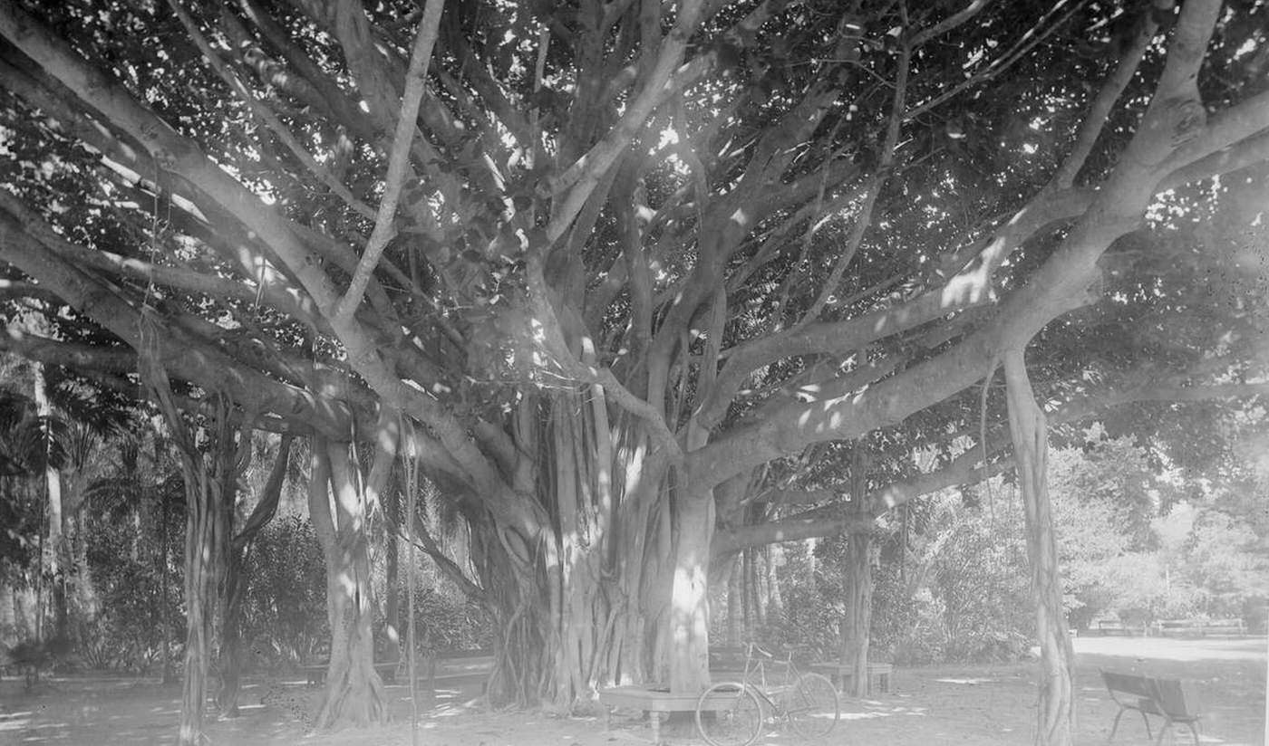 #23 A banyan tree in Honolulu, Hawaii, 1920.
