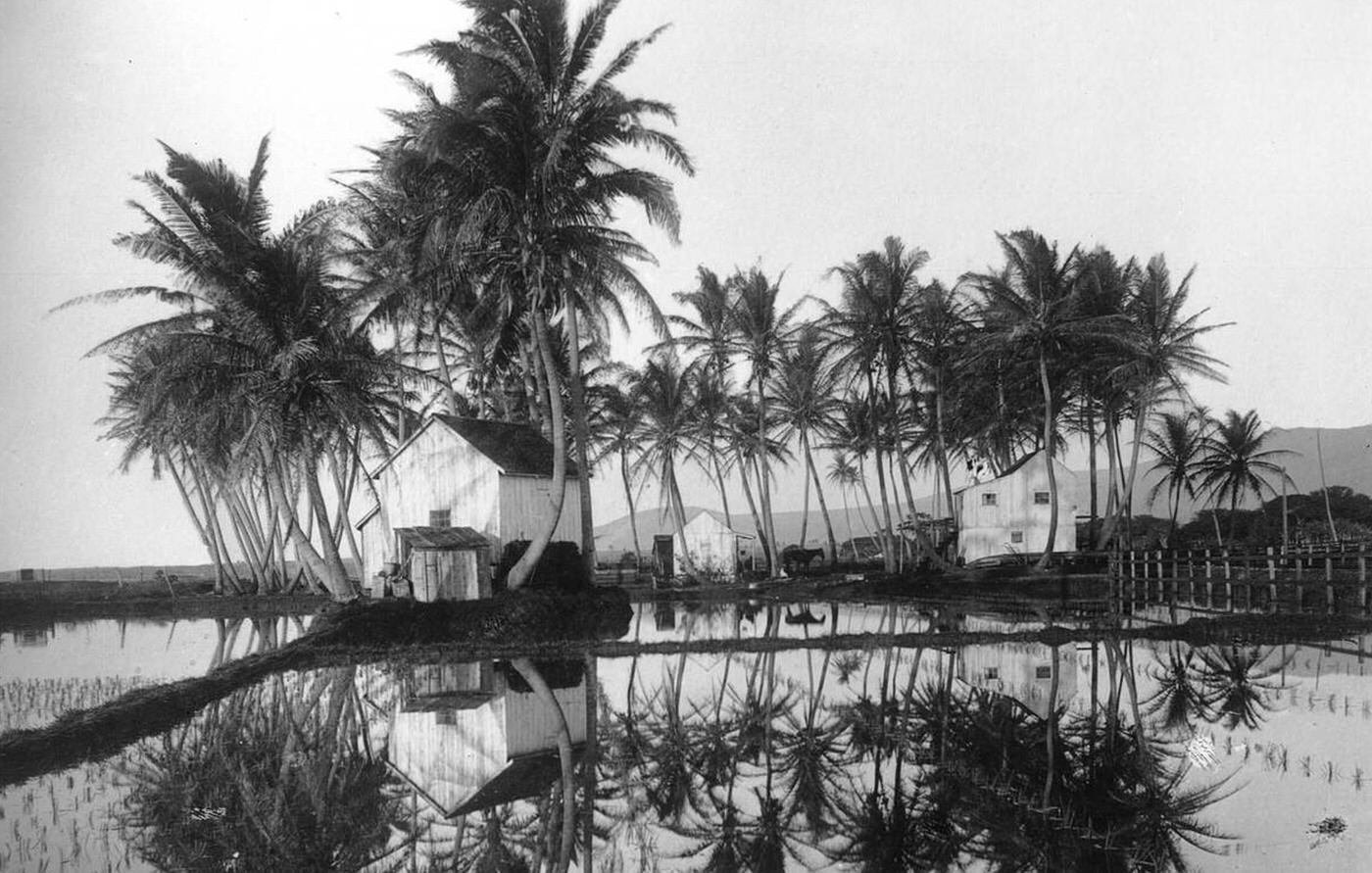 #17 Houses located in a palm grove surrounded by rice paddies in Hawaii, 1907.