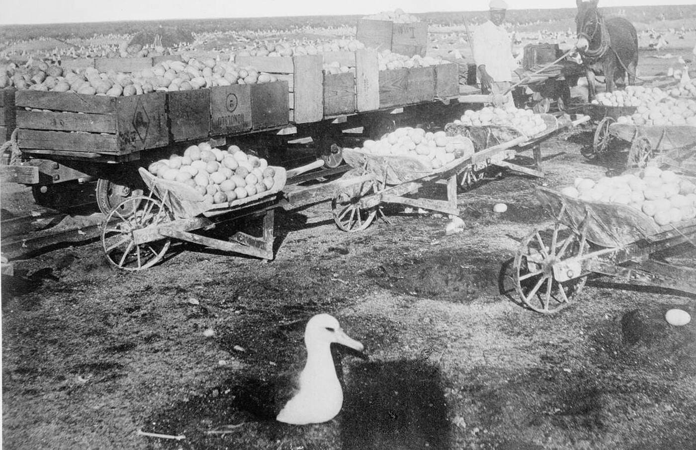 #15 People gathering gull eggs in Hawaii, 1907.