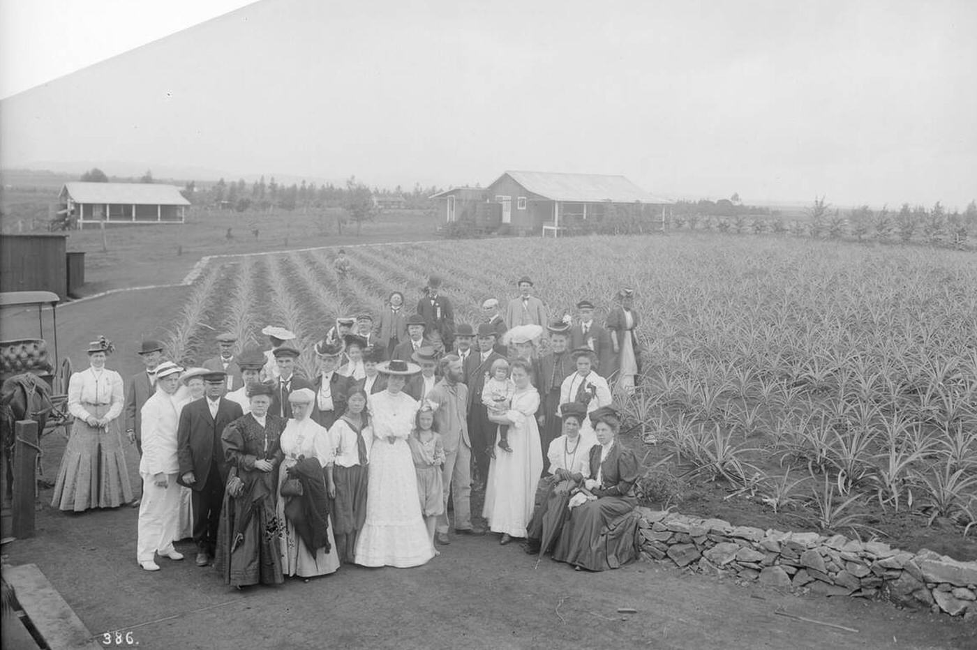 #14 Los Angeles Chamber of Commerce in a pineapple grove in Hawaii, 1907.