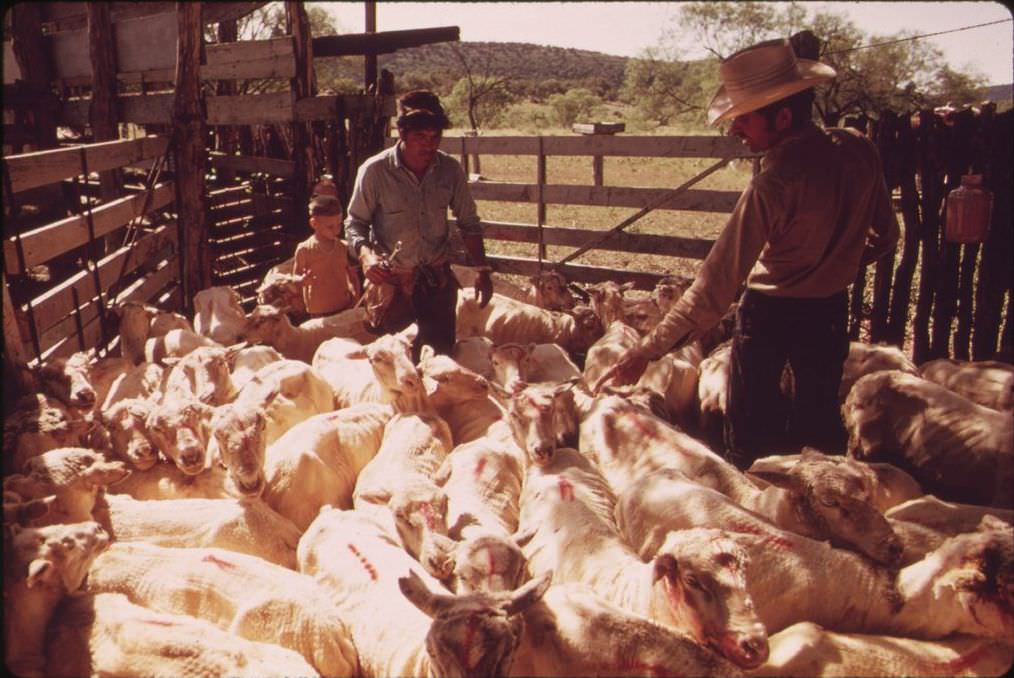 #2 Sheared sheep awaiting transport near Leakey, Texas, 1973.