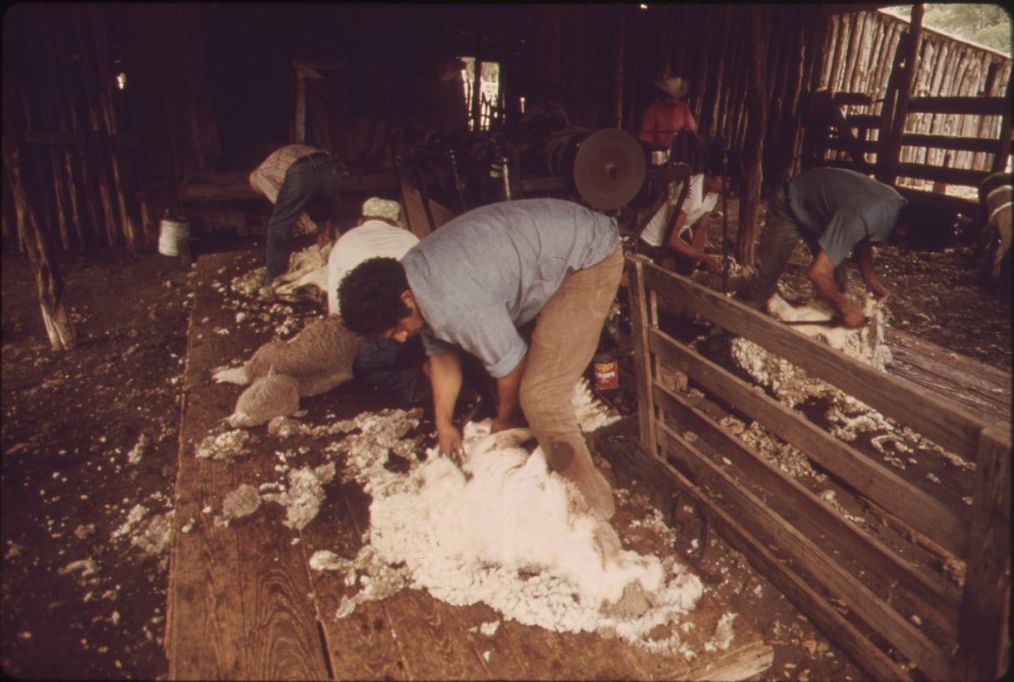#3 Sheep being sheared on a ranch near Leakey, Texas, 1973.