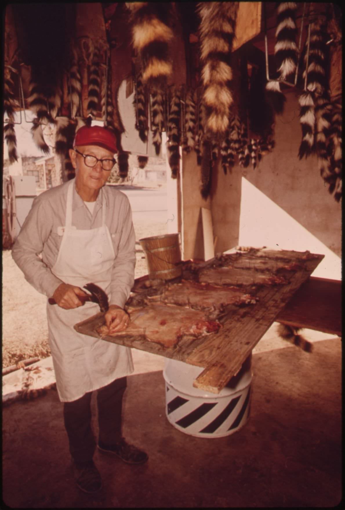 #21 Fox, raccoon, and bobcat furs prepared for market in Leakey, Texas, 1973.