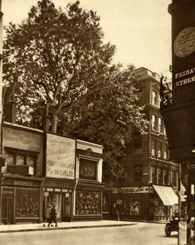 #81 A plane tree in Cheapside.