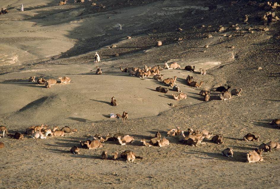 #11 Trade fair & market, 1984.