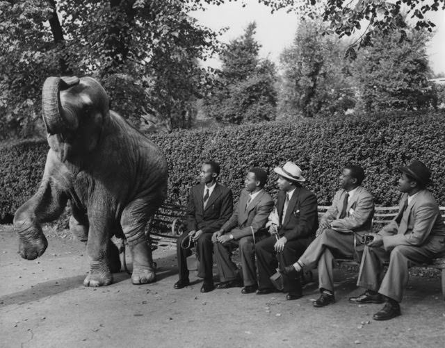 An elephant at the London Zoo, Regents Park, joining five African visitors for a rest on a bench, 1954.