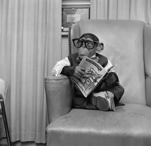 Young chimpanzee Kokomo Jnr sits in a chair wearing glasses and holding a comic book at his owner’s apartment in New York City, 1955.