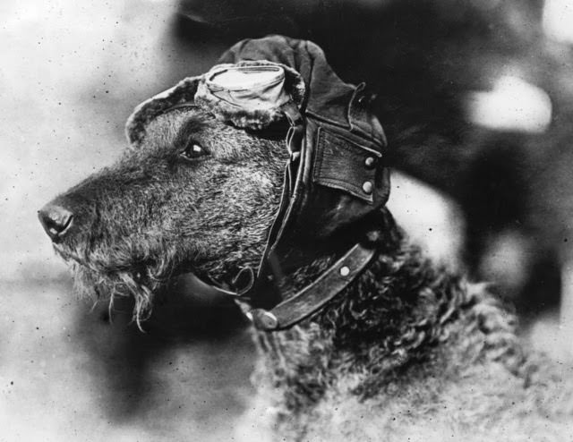 A close-up of Mike, the world’s only canine aviator, wearing flying cap and goggles in Chicago, c. 1920.