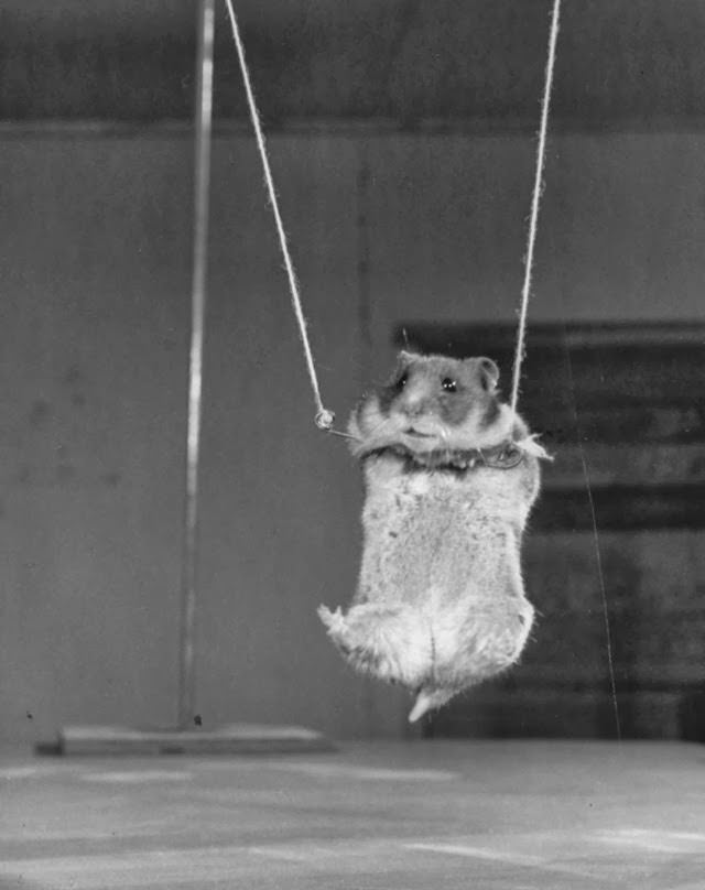 A hamster on a miniature trapeze, 1955.