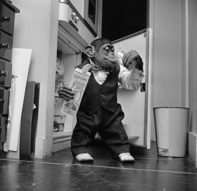 Young chimpanzee Kokomo Jnr quenches his thirst with a glass of orange juice from the fridge at his owner’s apartment in New York City, 1955.
