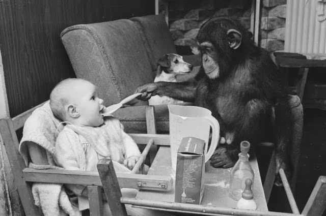 Judy, a two-year-old chimpanzee, feeding Tracey-Jane Clews in her grandparents’ home at Southam Farm Zoo, Warwickshire, 1968.