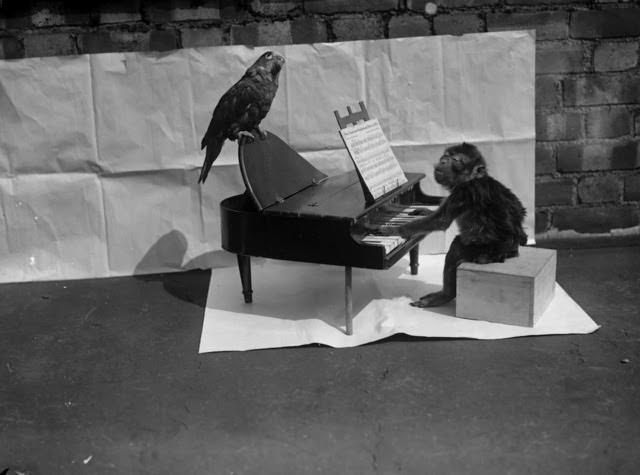A monkey ‘playing’ a toy piano on which is perched a thoughtful looking parrot, 1927.