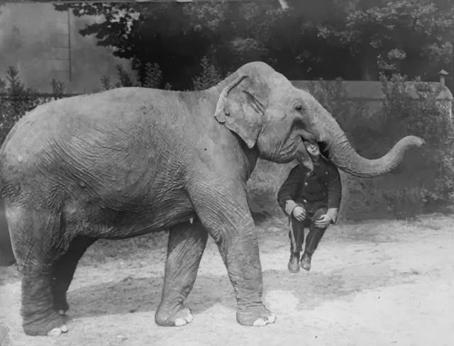 An elephant from Earl’s Court Circus with a man in its mouth, 1928.